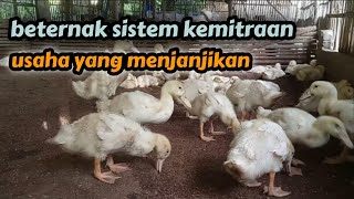 beternak sistem kemitraan || bebek pedaging