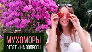 МУХОМОРЫ И МИКРОДОЗ.🍄ОТВЕТЫ НА ЧАСТЫЕ ВОПРОСЫ