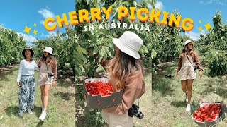 CHERRY PICKING IN AUSTRALIA VLOG I SYDNEY TO ORANGE ROADTRIP