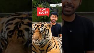 I Was Inches Away From a Tiger in Thailand 🐅