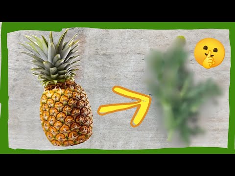 UNE PLANTE SAUVAGE GOÛT ANANAS - Matricaire Odorante