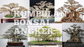 Kumpulan Bonsai Beringin Angker 👻