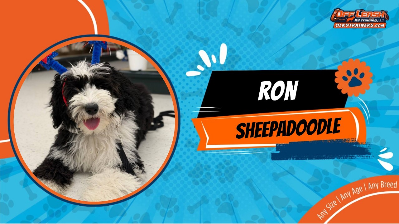 Sheepadoodle🐶🦮Off leash Dog Training / Obedience Training 🦮🐶