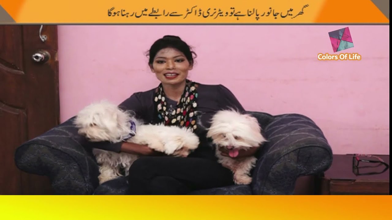 Doctor of Veterinary  Medicine (DVM) Scope | Career | Veterinary Science