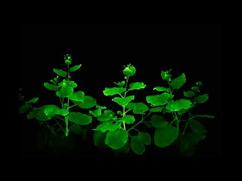 Light Bio — our first glowing plants