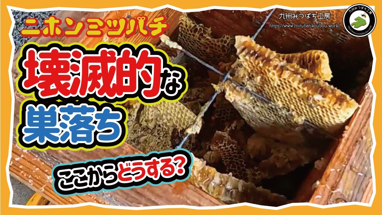 BEEHIVE（蜂の巣）　カイフランク Emergency Response] Japanese Honeybee Hive Collapse: How to