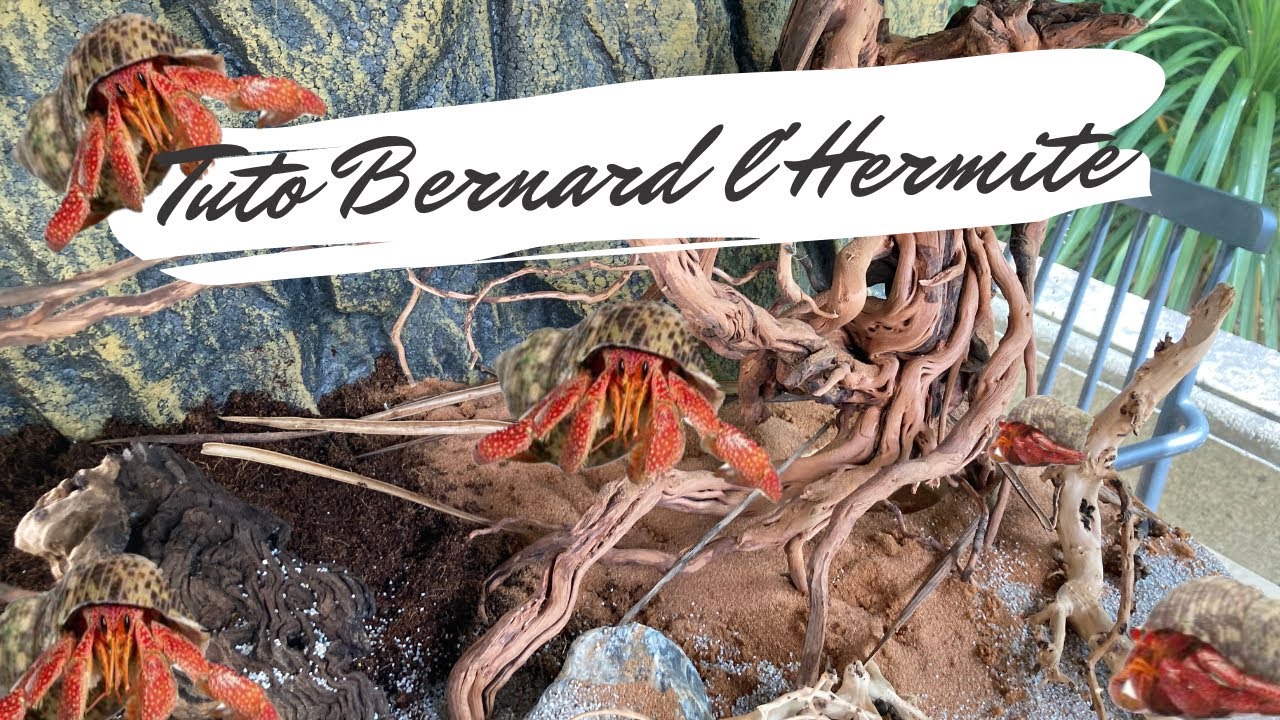 Bernard L’Hermite Terrestre Terrarium – AJRATW