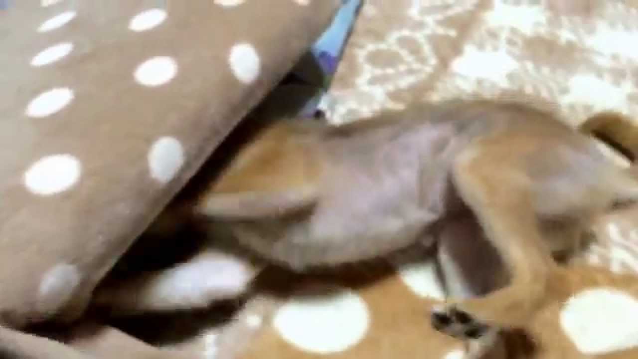 変な鳴き声！柴犬の子犬どんぐり Strange cries! Puppy Shiba Inu Donguri