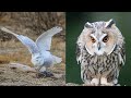 OWL BIRDS🦉- A Funny Owls And Cute Owls Videos Compilation (2021) || Funny Pets Life