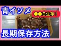 【釣り】青イソメを生きたまま長期保存する方法！家庭で簡単に●●日生存！