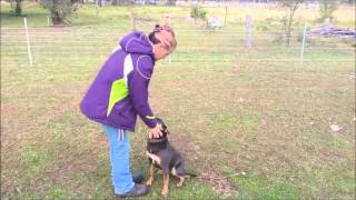 Recall Training - Results by Australian Working Dog Rescue 1,817 views 8 years ago 1 minute, 6 seconds