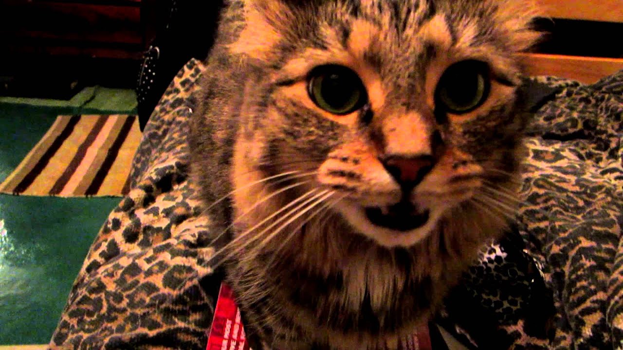 My Maine Coon's Meow YouTube