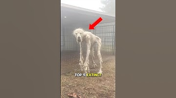 TOP 5 EXTINCT ANIMALS THAT SCIENTISTS ACTUALLY WANT TO BRING BACK!!