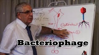 Bacteriophage - فيروس البكتيريا