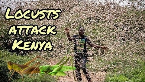 Locusts Swarm in Kenya - Grasshoppers Infestation