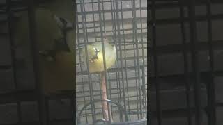 Download Lagu Pleci Dakbal rasa kenari Bozzz... MP3