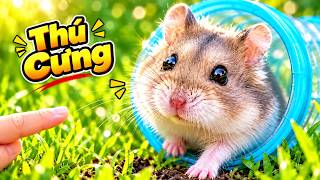 Thử Nuôi Hamster Làm Thú Cưng Sống Như Ngoài Tự Nhiên Và Cái Kết screenshot 1