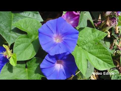Ipomoea Indica - Blue Dawn flowers Blue m orning glory  #ipomoea #indica ipomoea