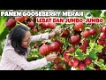 PANEN GOOSEBERRY MERAH DI KEBUN TANI BELANDA