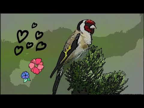 شون تلقام في شباب الله يبارك