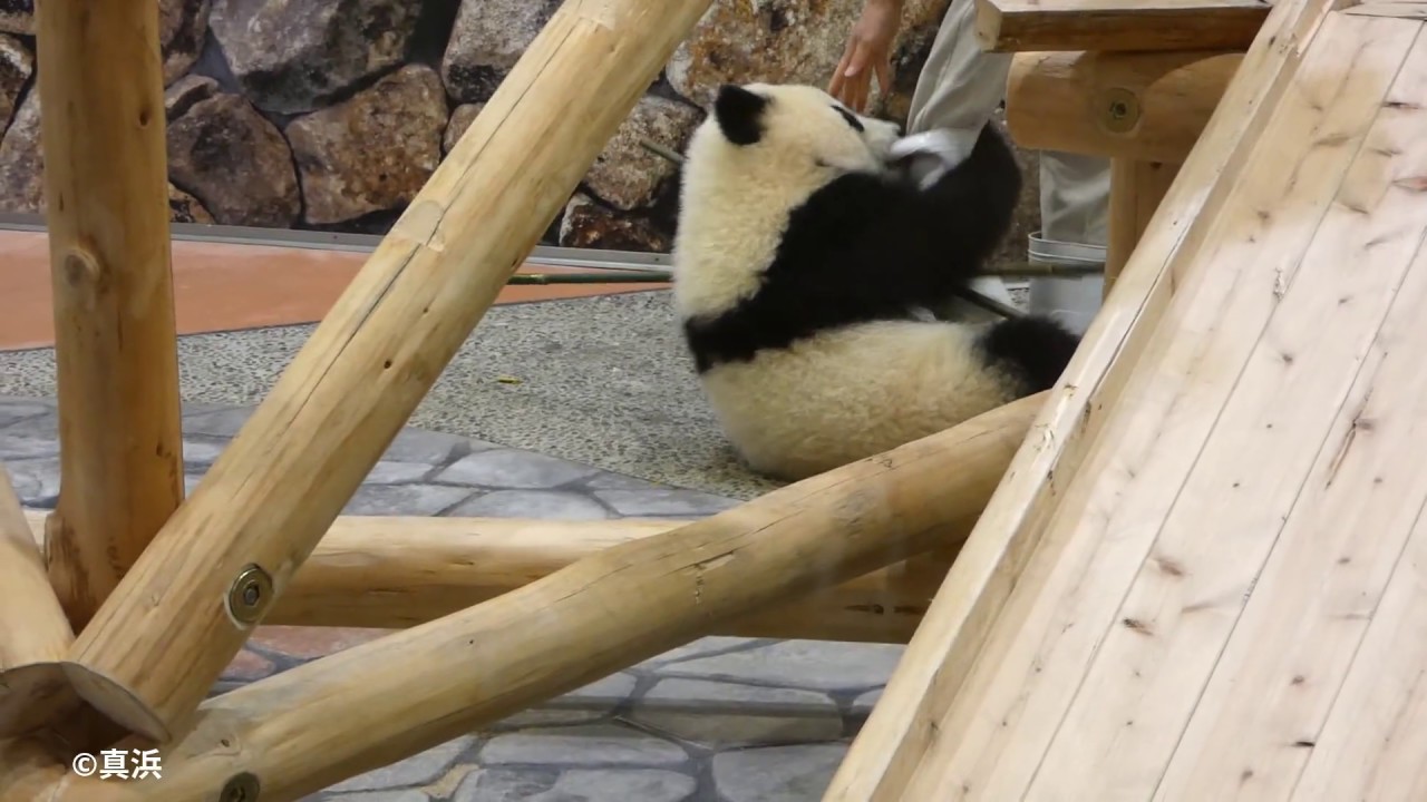掃除の時間  飼育員さんに遊んでもらう結浜ちゃん🐼♡
