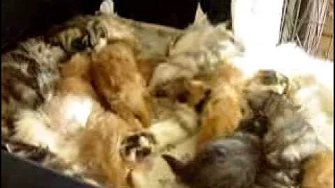 Video 6913911: feeding maine coon kitten, maine coon cattery, maine coon mother