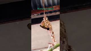 Download Lagu Induk burung sogon sedang memberi makan anaknya#burungsogon#sarangburung#anakburung MP3