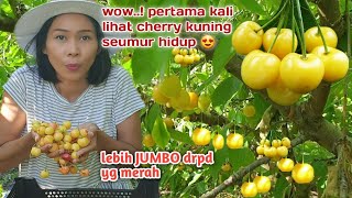 Panen Cherry Kuning Organik , Ternyata Cherry Kuning Lebih Jumbo Daripada Yang Merah