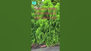 Ý Nghĩa Phong Thuỷ Cây Trắc Bách Diệp