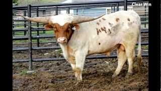 Clear Win - Texas Longhorn Bull by dickinsoncattle 17,840 views 11 years ago 5 minutes, 23 seconds