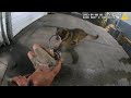 Man Tries to Steal Car from Dealership — Then Attacks Police K9!