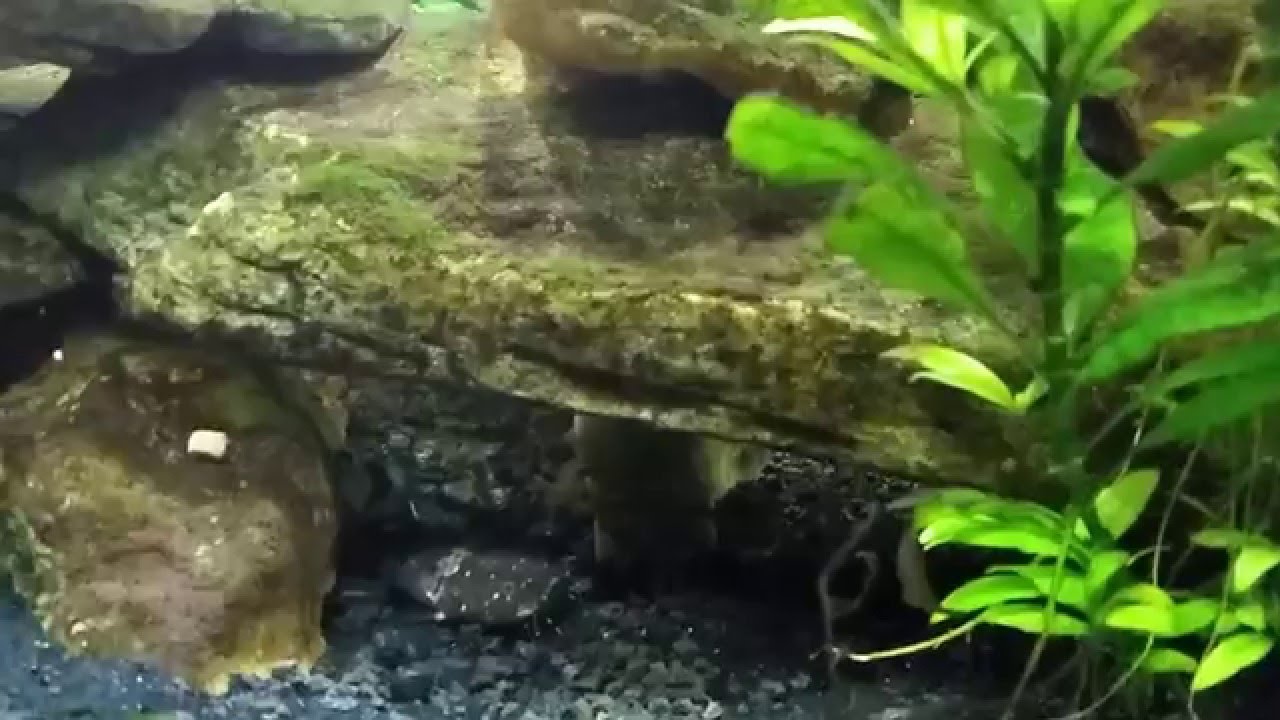 Bumblebee Jelly Cat, with Loaches and Gouramis