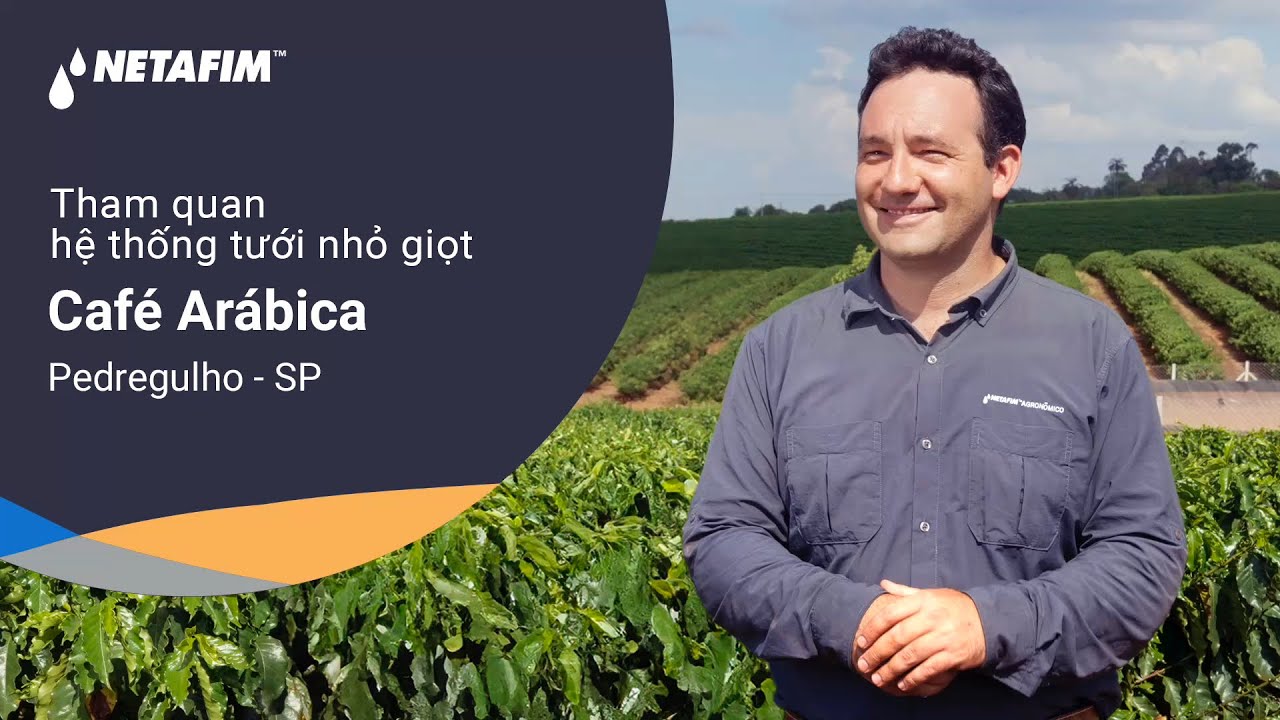 Tham quan hệ thống tưới nhỏ giọt cho cây cà phê Arabica tại Brazil - Khang Thịnh