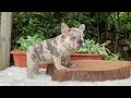 Elizabeth .. blue Merle french bulldog