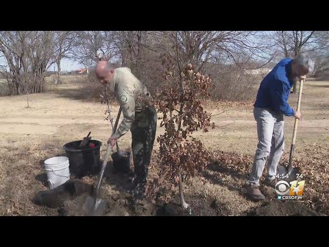 Vídeo: Quais árvores são nativas do norte do Texas?