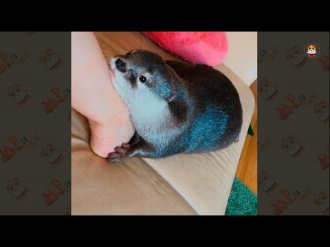 funny-otter-compilation-#-2