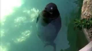 Spinning Hawaiian Monk Seal