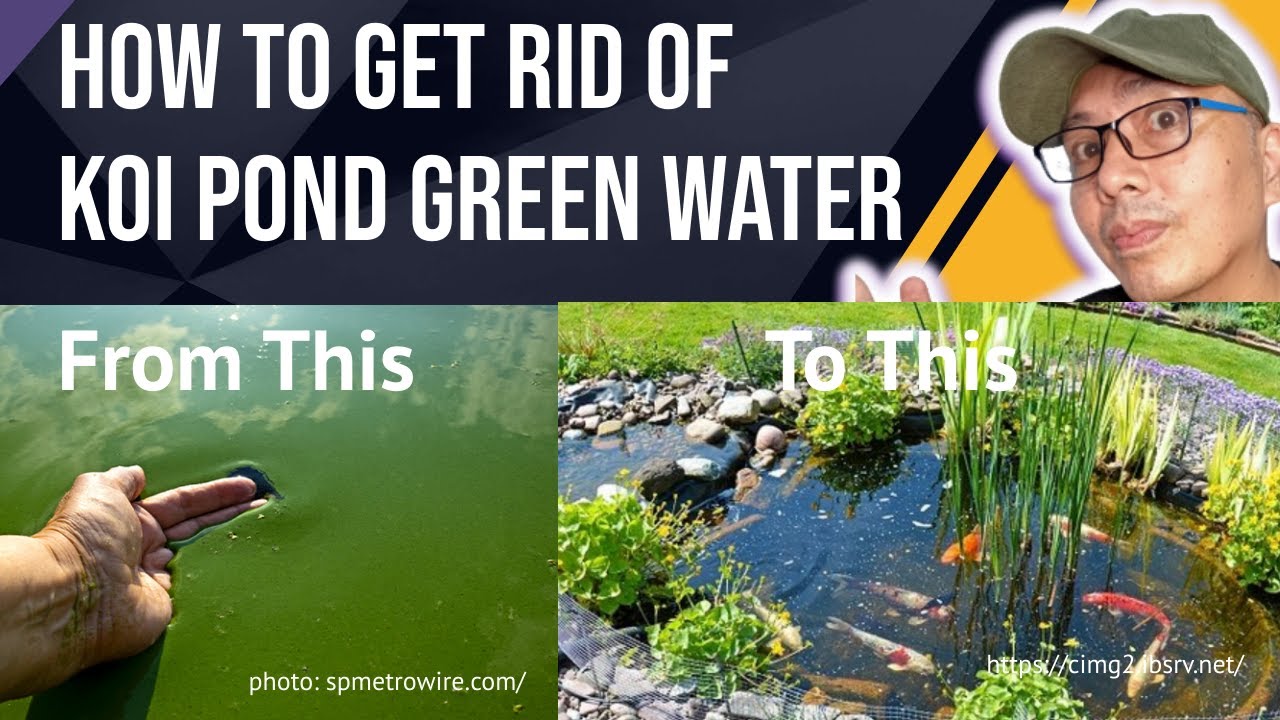 pond clear water treatment How To Get rid of Koi Pond Green water YouTube