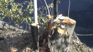 Avant Stump Buster 2
