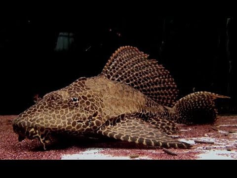 セルフィンプレコ,セイルフィンプレコ Sailfin catfish