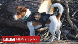 爆発物探知犬、チェルニヒウで活躍　ウクライナ侵攻