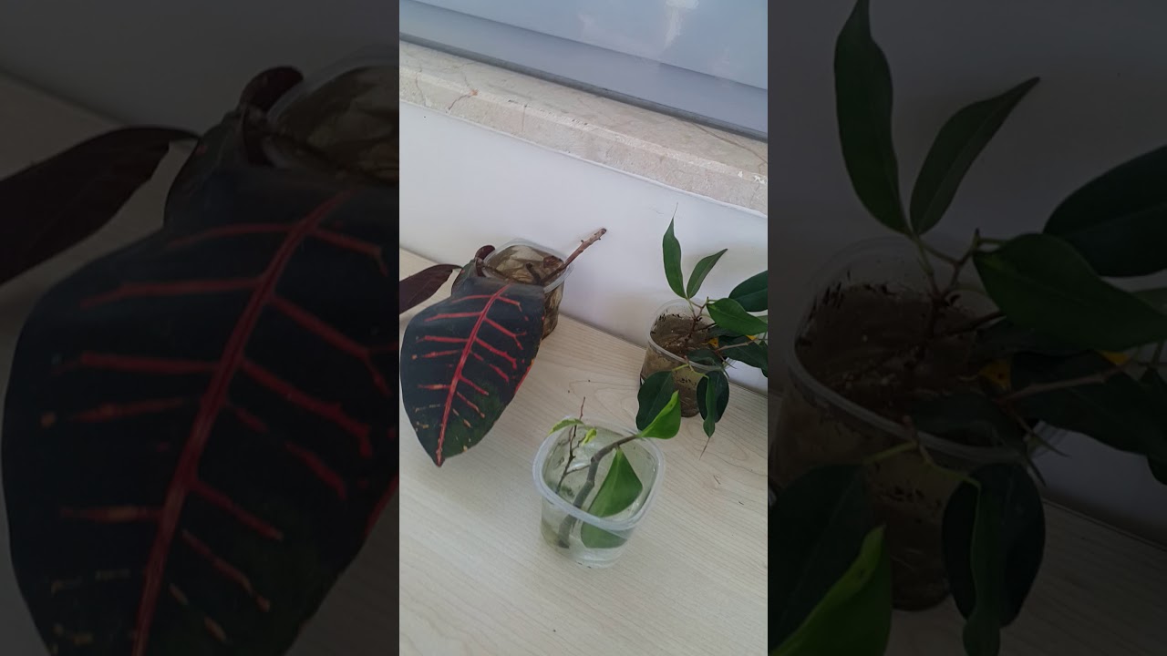 İÇ MEKAN BENJAMİN BİTKİSİNİ KÖKLENDİRME ÇOĞALTMA 1.video