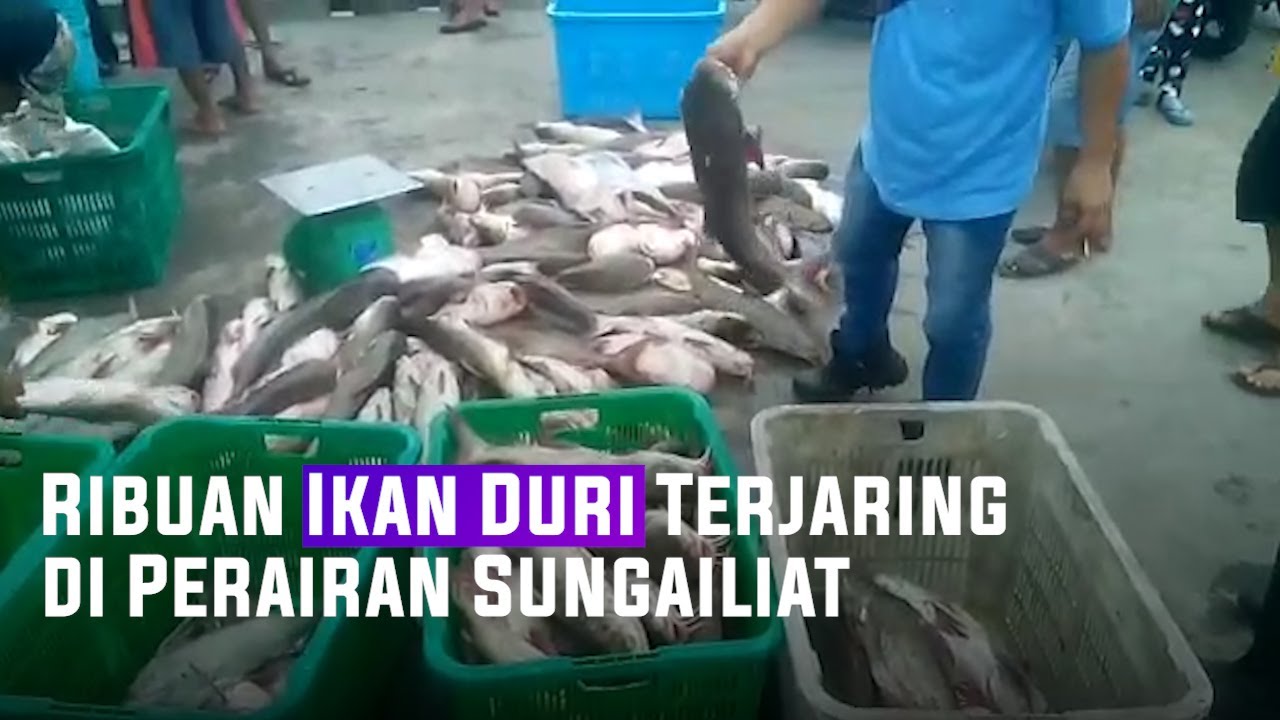 Laut ikan duri ASAM PEDAS