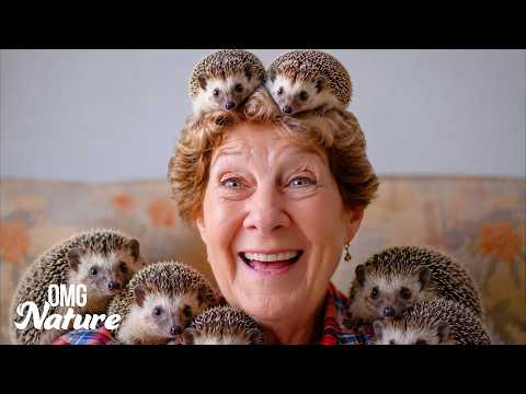 Meet the Hedgehog Lady Caring for 700 Rescues documentary thumbnail
