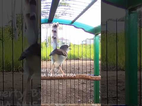 suara burung CIBLEK GACOR NGEBREN Pancingan Ciblek Semi bahan jadikan ciblek kristal gacor Tarung