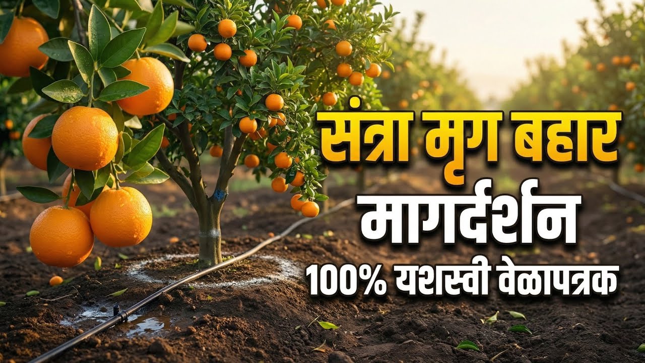 संत्रा मृग बहार व्यवस्थापन 2026 | पाणी, खत, कीड-रोग संपूर्ण मार्गदर्शन|100% यशस्वी वेळापत्रक |orange