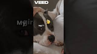 Meet My Sweet Pitbull