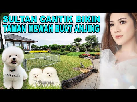 Video: Pro & Kontra dari Mengadopsi Dua Anjing Sekaligus