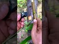 Branch grafting technique- Good tools and machinery make work easy