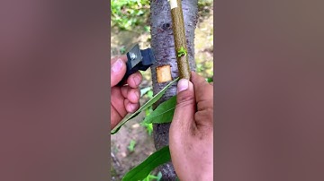 Branch grafting technique- Good tools and machinery make work easy